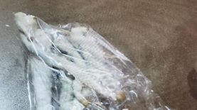 פטריות הזיה, צילום: דוברות המשטרה